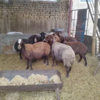 فروش میش داشتی