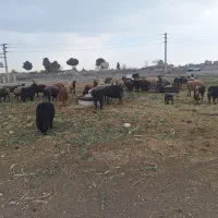 گوسفندمیش بزنربزمعاوضه|حیوانات مزرعه|کرج, کوی کارمندان جنوبی|دیوار