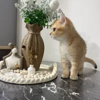 فروش بچه گربه بریتیش و اسکاتیش و گربه بالغ