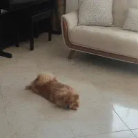 واگذاری سگ پامر|سگ|سلمان‌شهر, |دیوار