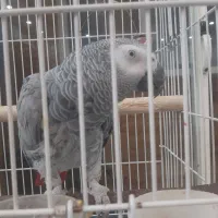 کاسکو ماده سخنگو دستی|پرنده|اصفهان, سپاهان‌شهر|دیوار