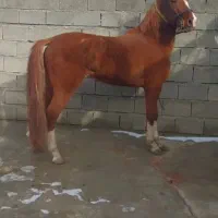 نریان سن ۴به ۵|اسب و تجهیزات اسب‌سواری|مهاباد (آذربایجان غربی), |دیوار