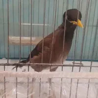 مرغ مینا|پرنده|زاهدان, |دیوار