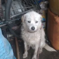 یک سگ پاکوتاه سالم و واکسن حورده