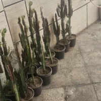 ۲۰عدد افوربیا