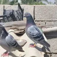 کبوتر پولکی و پوست پیازی به شرط|پرنده|برازجان, |دیوار