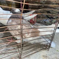 کبوتر|پرنده|شبانکاره, |دیوار