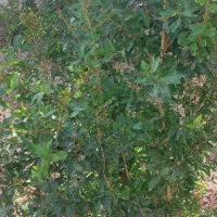 تاج خاتون باغچه خانه اجاره|اجارهٔ خانه و ویلا|سلفچگان, |دیوار