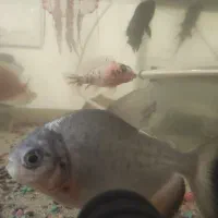 چند عدد ماهی|ماهی|رشت, پیرکلاچای|دیوار