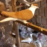 سیدی ویبال سفیدوبچ عراقی موقعیت عقیلی|پرنده|شوشتر, |دیوار