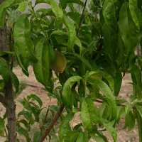 باغ-ویلا-معاوضه