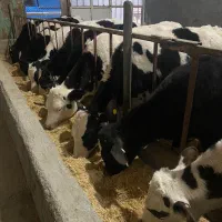 گوساله نر قطع شیر