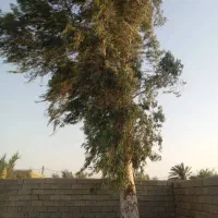 خریدار درخت اوکالیپتوس با کهور|خدمات باغبانی و درختکاری|برازجان, |دیوار