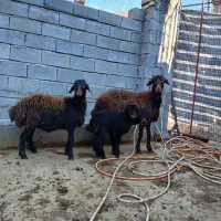 گوسفند بره دار نژاد دار فروشی