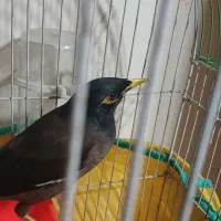 مرغ مینا نر|پرنده|رشت, کوی غلام نیا|دیوار