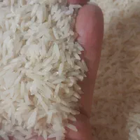 برنج هاشمی درجه یک مستقیم به قیمت شالیزار
