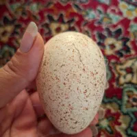 تخم بوقلم محلی