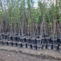 میوه بزرگ تنومند روتبال سطلی پایان کار|خدمات باغبانی و درختکاری|فلاورجان, |دیوار