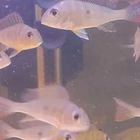 پروکسی موس|ماهی|اردبیل, |دیوار