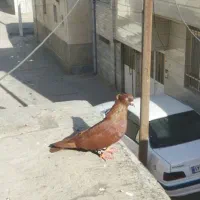 کبوتر سرخ عطیقه