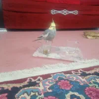 عروس هلندی گم شده