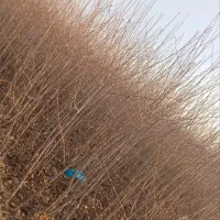 نهال تعاونی 1ساله2ساله با قیمتی استثنائی