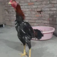 مرغ وخروس لاری|حیوانات مزرعه|بانه, |دیوار