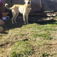 واگذاری سگ عراقی نر