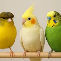 قناری عروس هلندی مرغ عشق فنچ
