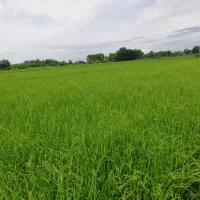 فروش 2.4 هکتار زمین شالیکاری