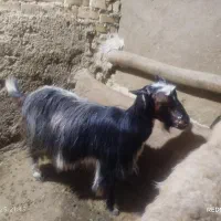 بز بزغاله|حیوانات مزرعه|سردرود, |دیوار