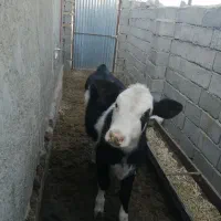 فروش گاوشیری|حیوانات مزرعه|جغتای, |دیوار