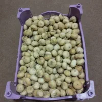 فروش خورده و عمده انجیر مرغوب و شیرین