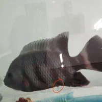 ماهی  سیچلاید زندانی یا گورخری