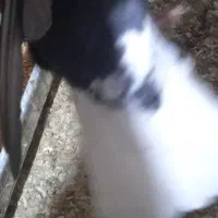 کفتر زاغ دم سفید|پرنده|بهرمان, |دیوار