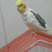عروس هلندی