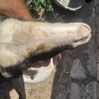 بره قوچی شاال خشکل خش تیپ فق ۲۹ تومان میش بز