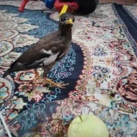 یک مرغ مینا