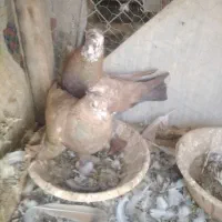 یه جفت زده پرپا خوشگله