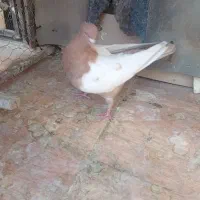 سینه زرد کفتر نر