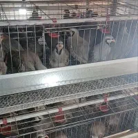 بلدرچین کوهی