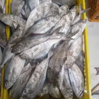 ماهی و میگو تازه(صیدروز با قلاب)مستقیم ازصیاد ‌