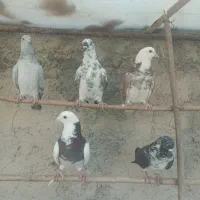 کفتر غریبگیری|پرنده|شهریار, رضی آباد بالا|دیوار