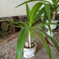 فروش گل‌های ذرتی