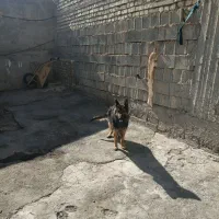 سگ ژرمن شپرد شولاین اصیل