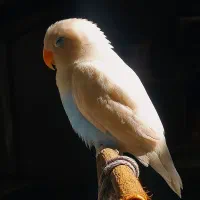 کوتوله برزیلی دستی