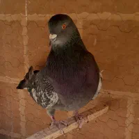 کبوتر|پرنده|نائین, |دیوار