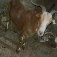 بز ابستن