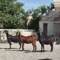 بز ابستن سنگین