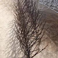 حفاظ روی دیوار .شاخ گوزنی .آکاردئون.پنجره